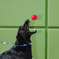 Jo's Dog Ball