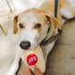 Jo's Turbo Dog Toy
